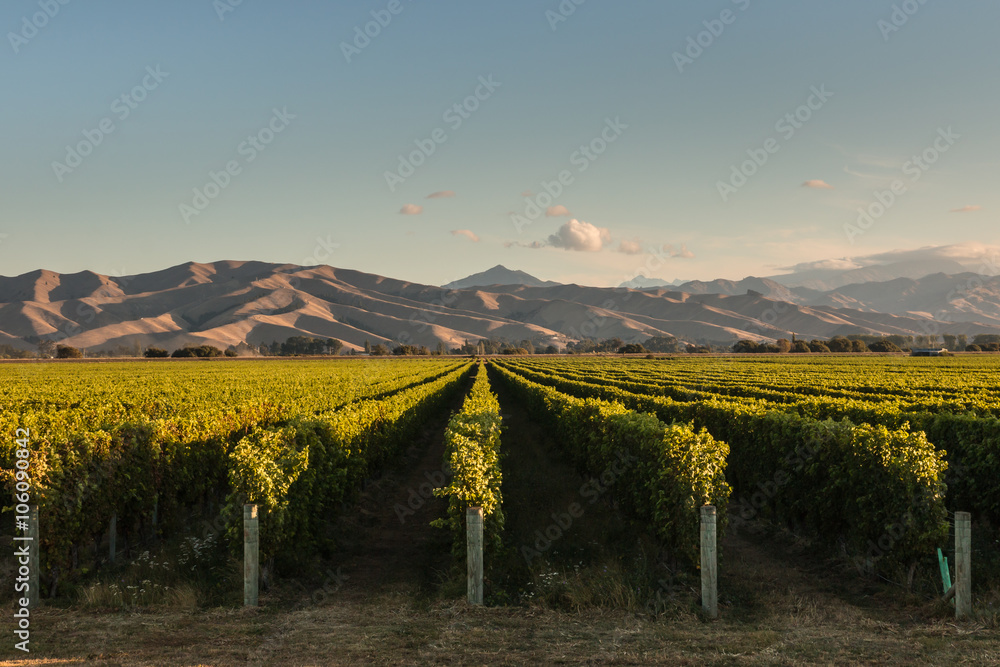 rows of vine in vineyard in New Zealand
