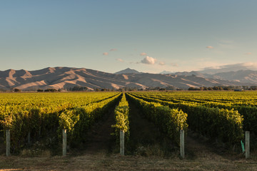 Foto auf Acrylglas Weingarten Reihen von Reben im Weinberg in Neuseeland  © Patrik Stedrak