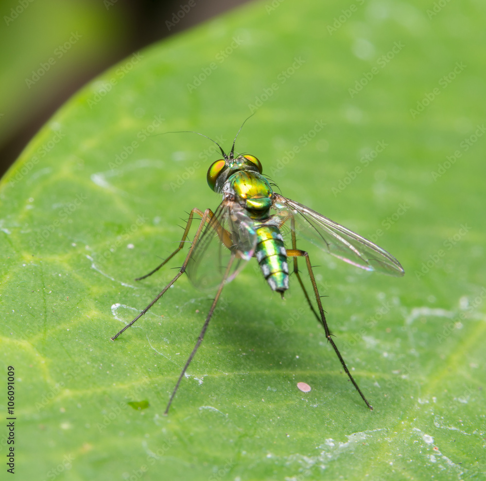 Fototapeta premium fly