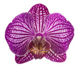 Pink streaked orchid flower, isolated