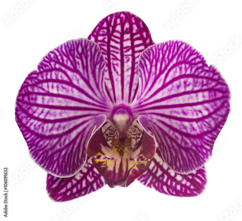 Pink streaked orchid flower, isolated