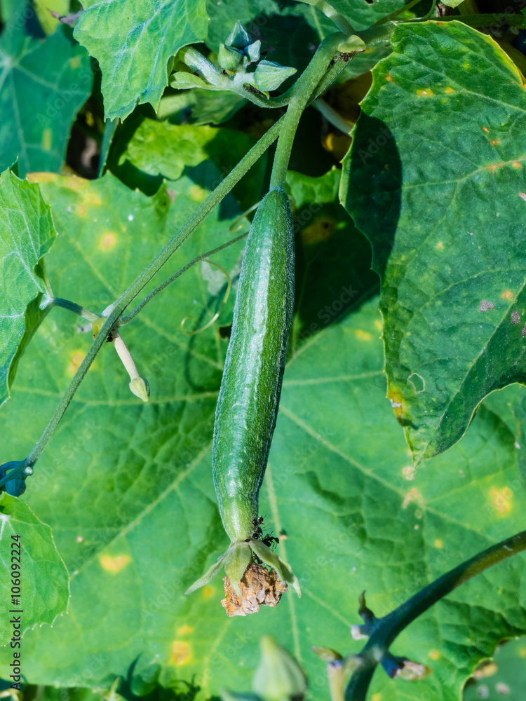 Obraz premium zucchini plants growing