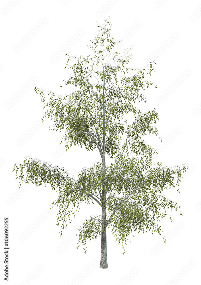 Obraz premium Birch Tree on White