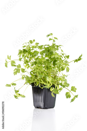 Green lovage in pot isolated on white background