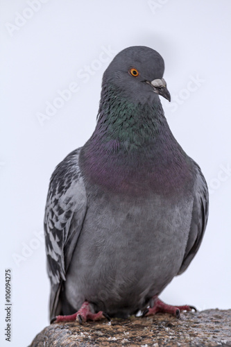 Rock pigeon portrait on a light background