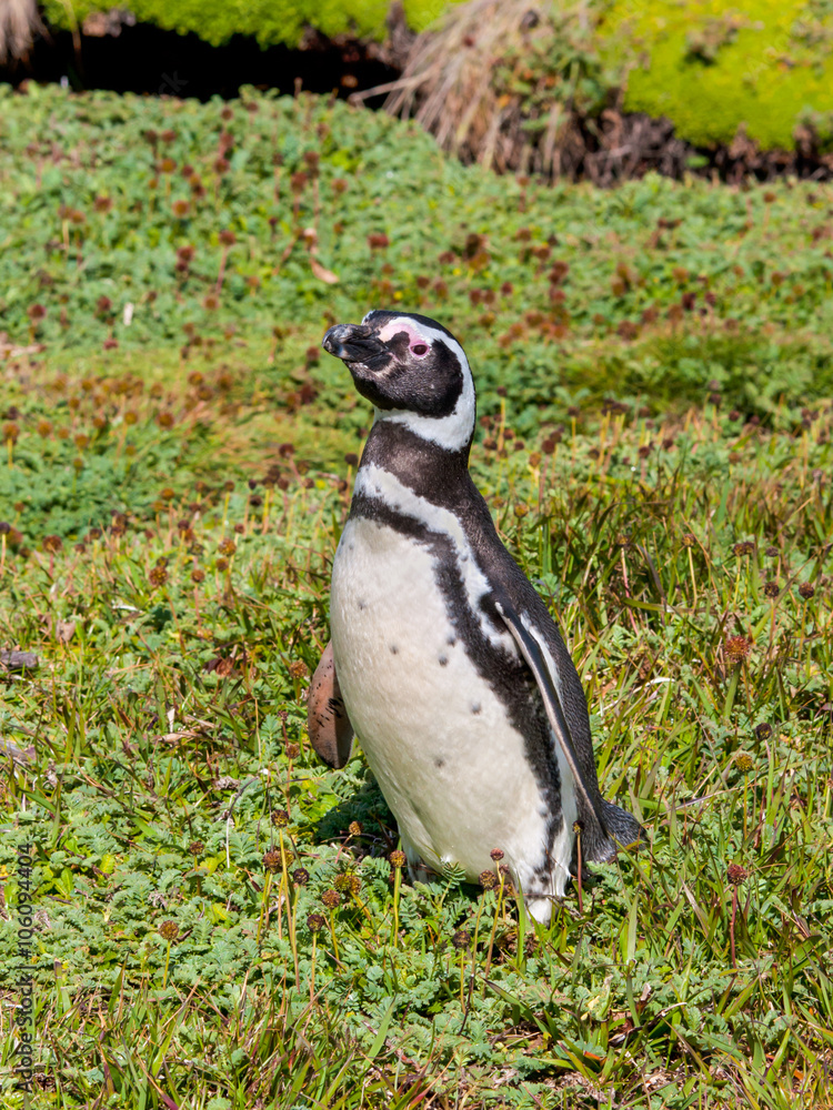 Naklejka premium Magellanic Penguin (Spheniscus magellanicus)