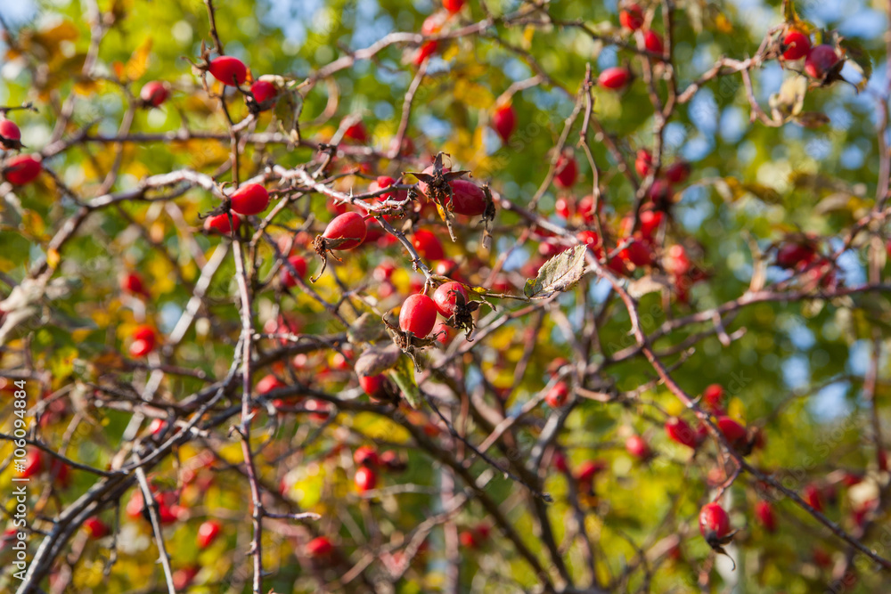 Berries bush background