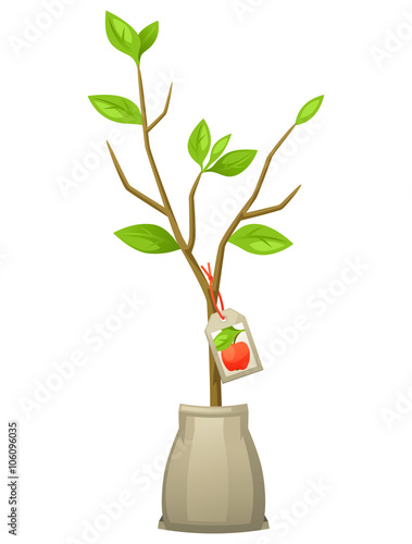 Seedling of apple tree with tag. Illustration for agricultural booklets, flyers garden