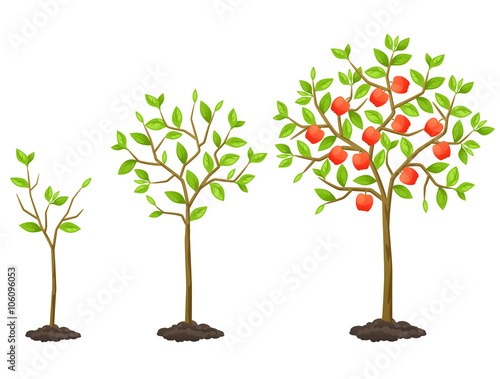Growth cycle from seedling to fruit tree. Illustration for agricultural booklets, flyers garden