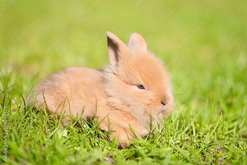 Fototapeta premium Baby rabbit in the green grass