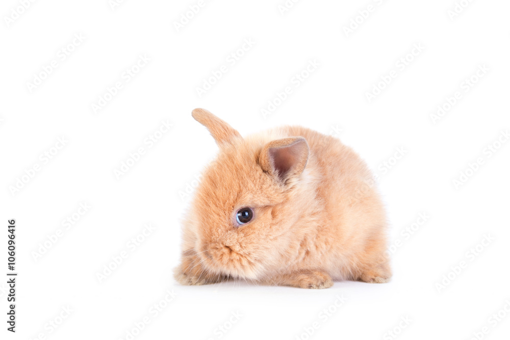 Obraz premium Baby rabbit isolated on white