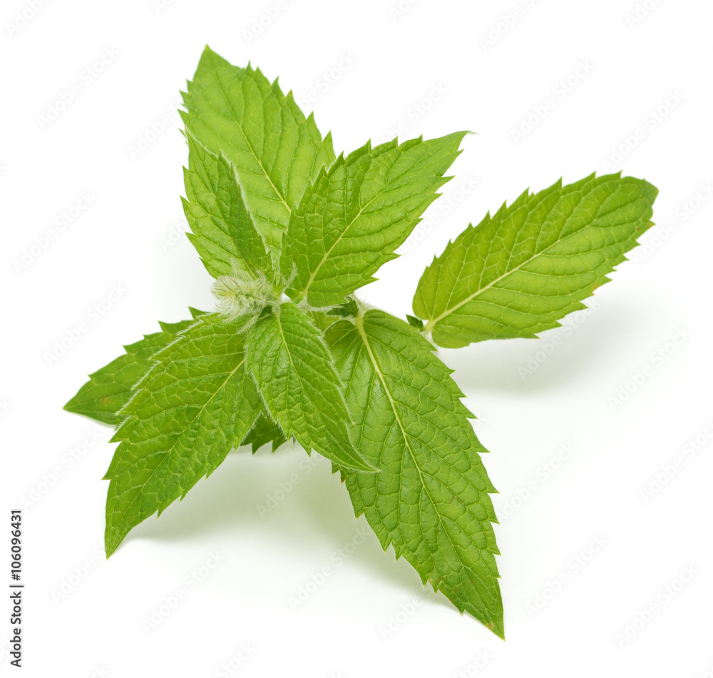 Mint leaves isolated on white background