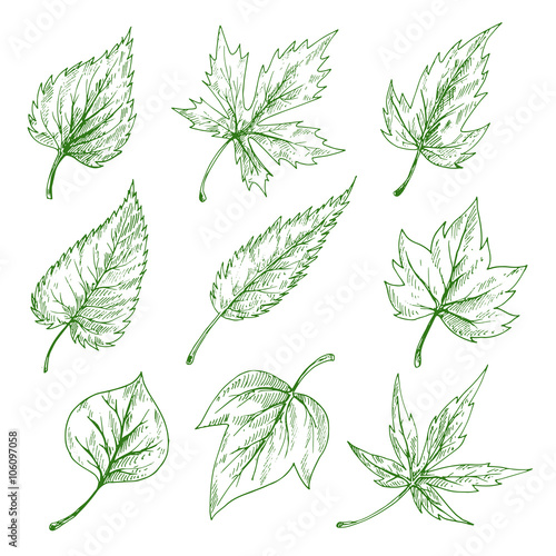 Green leaves sketches of maple and birch, elm, willow and sycamore trees. Nature, botany and ecology themes