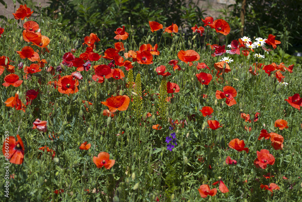 A lot of red poppies and small daisy flowers