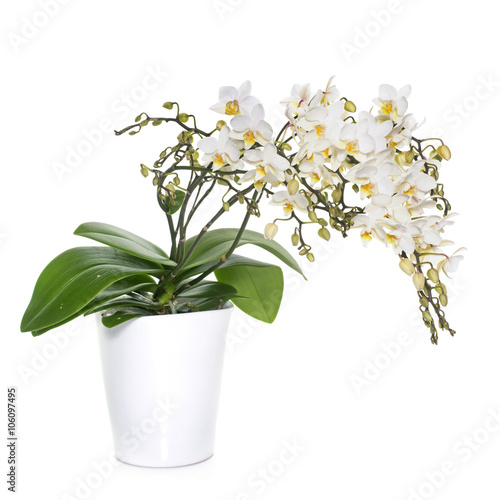 Fototapeta Naklejka Na Ścianę i Meble -  white orchids in pot