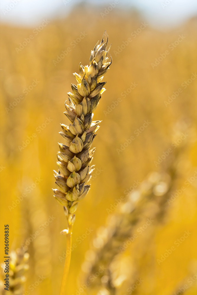 Weizen auf einem Feld