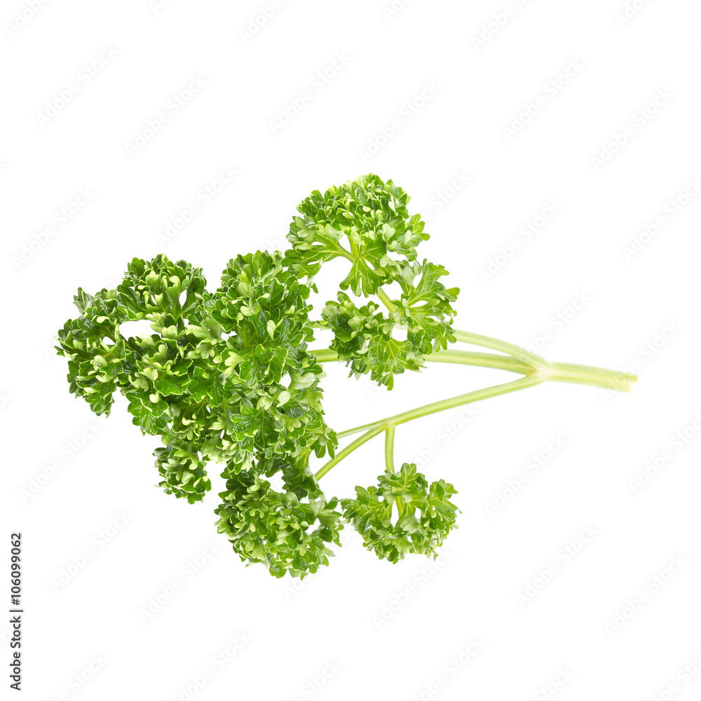 parsley isolated on a white background parsley isolated on a white background