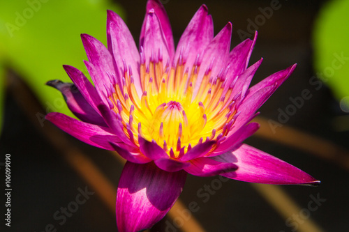 A purple Lotus flower