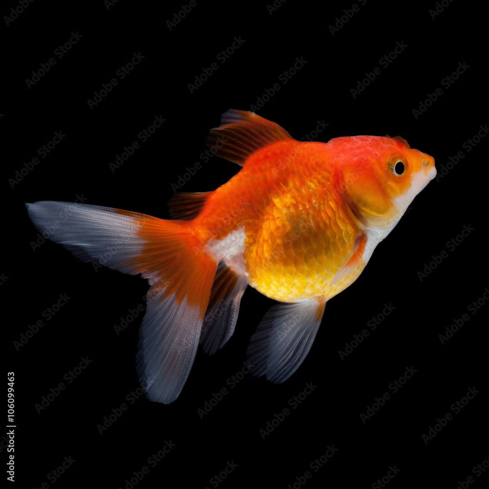 goldfish isolated on black background goldfish isolated on black background