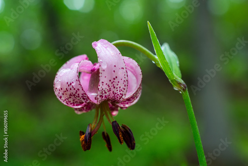 Purple wild Lily 