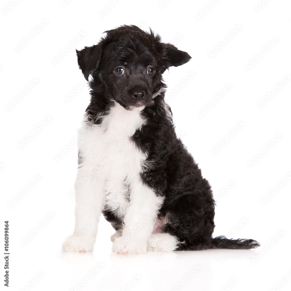adorable black and white chinese crested puppy adorable black and white chinese crested puppy