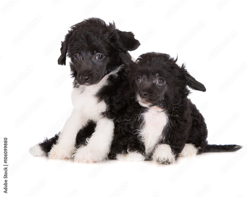 two Powderpuff chinese crested puppies on white