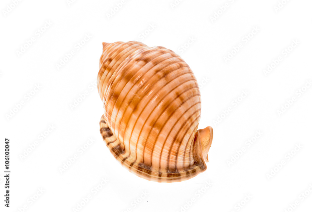Obraz premium Helmet sea shell - Galeodea echinophora. Empty house of sea snai