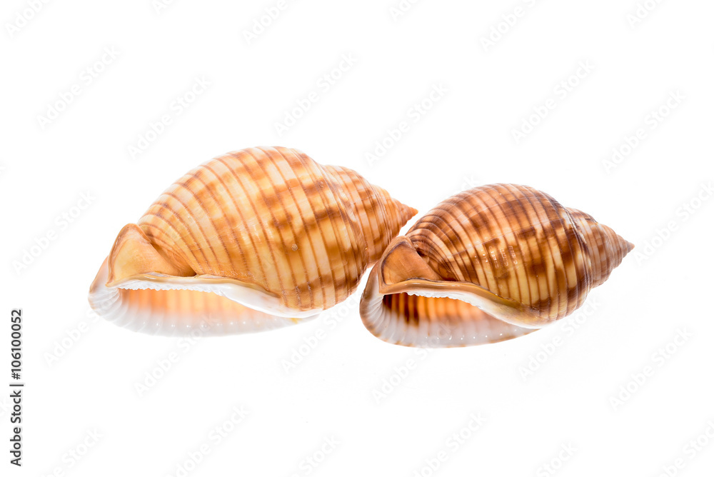 Two Helmet sea shells - Galeodea echinophora. Empty house of sea Two Helmet sea shells - Galeodea echinophora. Empty house of sea