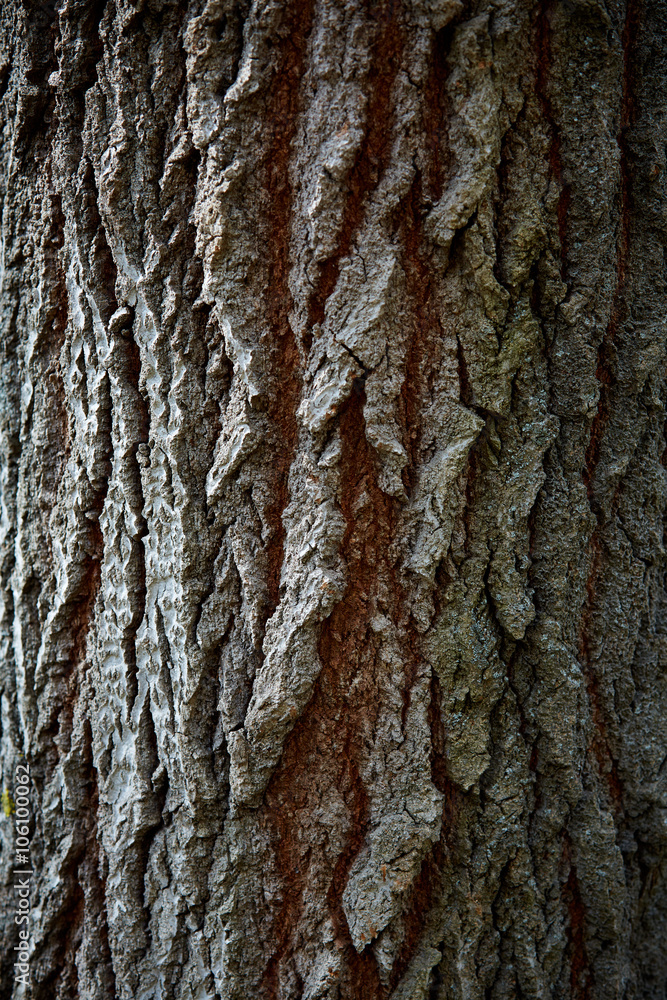 Fototapeta premium old tree bark