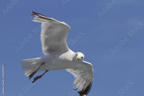 A common Gull gliding, wings outstretched in a blue sky