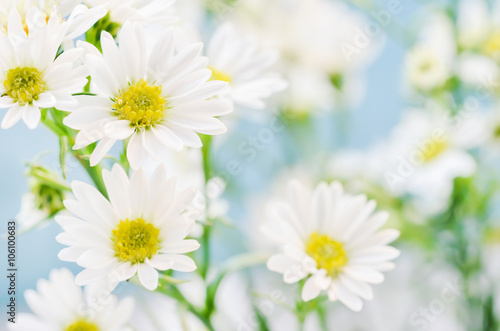 white daisy flowers