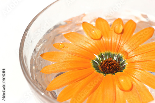 orange daisy flower in the glass of water  2