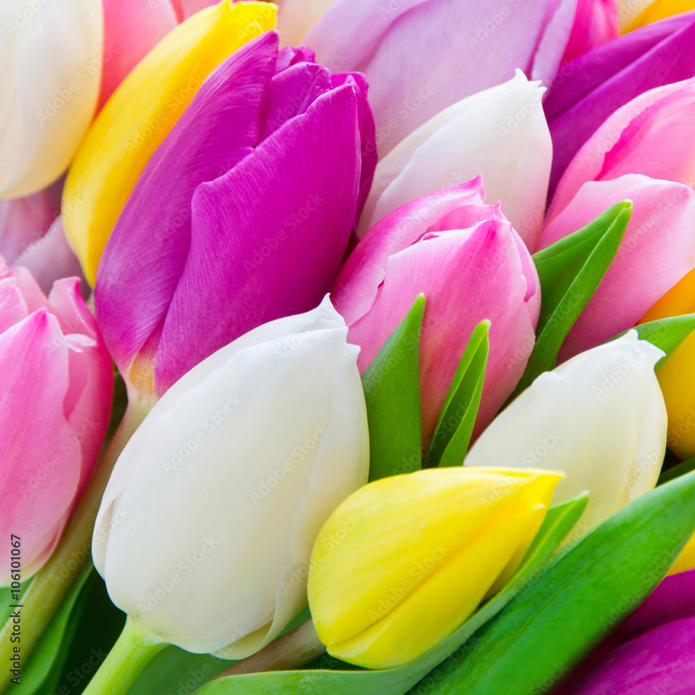 Fototapeta premium Tulipany