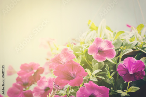Pink Petunia flowers with vintage color