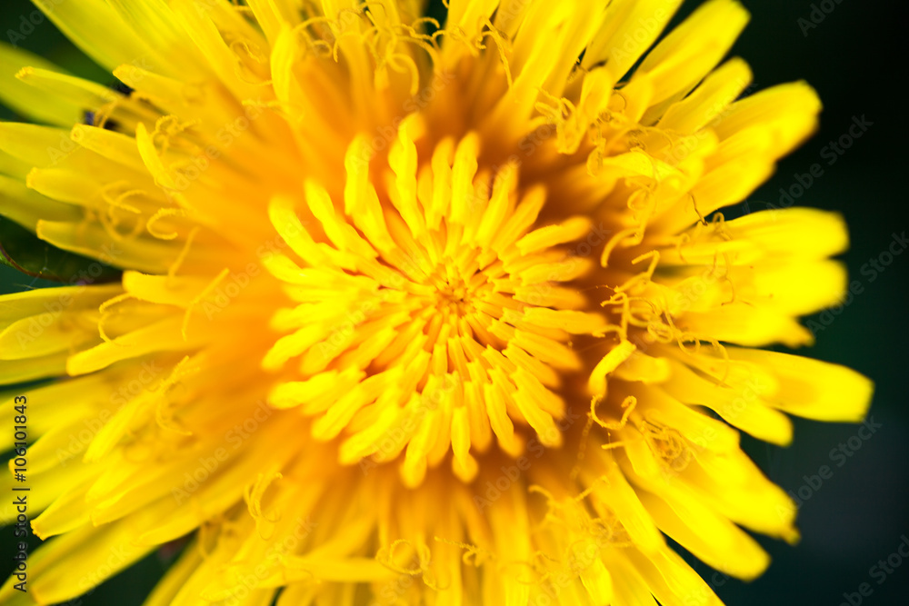 Closeup of the blooming yellow dandelion flower Closeup of the blooming yellow dandelion flower