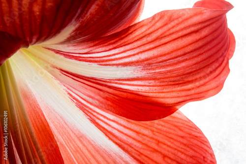 Red orange  flower petals close-up background texture

 photo