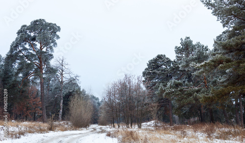 Wallpaper Mural Dirt road in the winter forest Torontodigital.ca