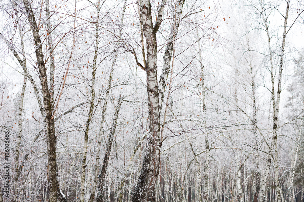 Birch trees covered with hoarfrost Birch trees covered with hoarfrost