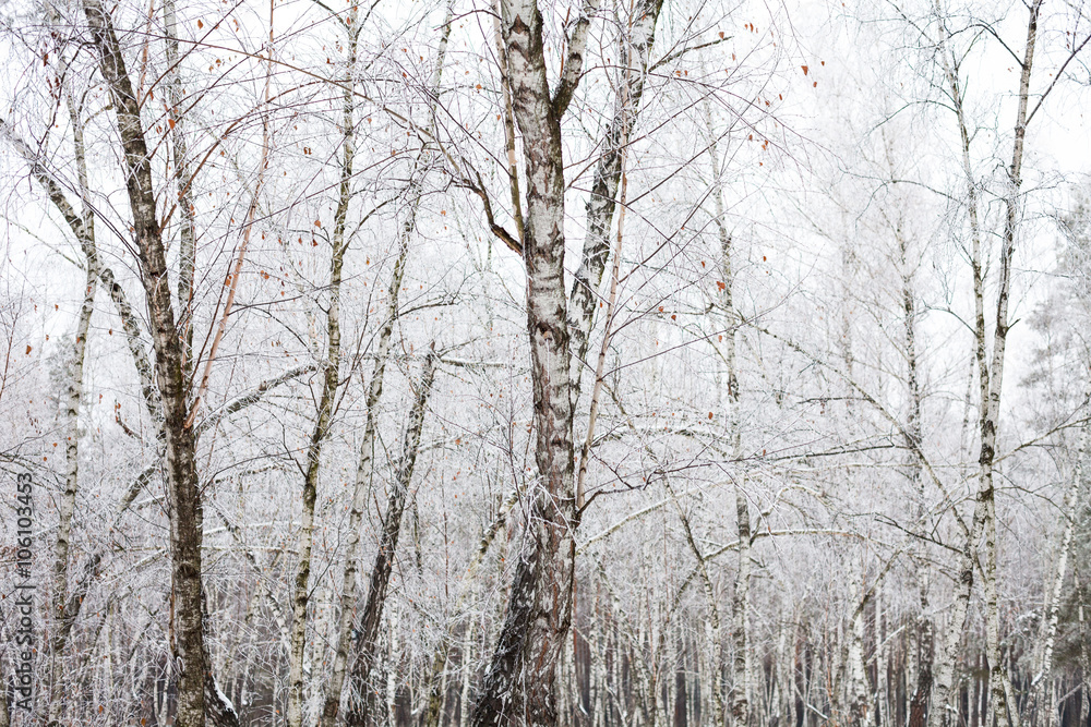 Birch trees covered with hoarfrost