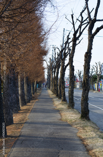 街路樹の歩道