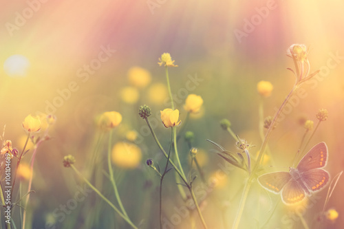 Yellow flower in focus - selective focus on yellow flower