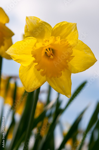 Yellow daffodil against a sky background. Taken from a low viewpoint looking up into flower head.