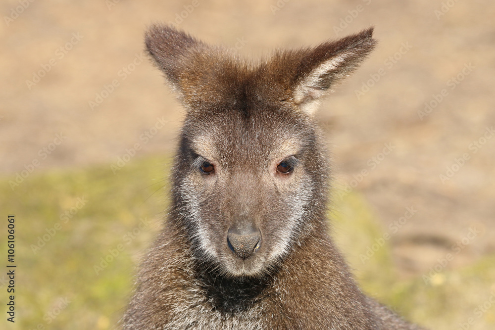 Bennets Wallaby