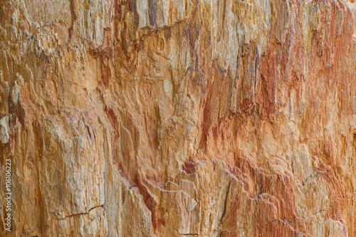 Closeup background texture photo of petrified ancient wood changing into stone by nature photo