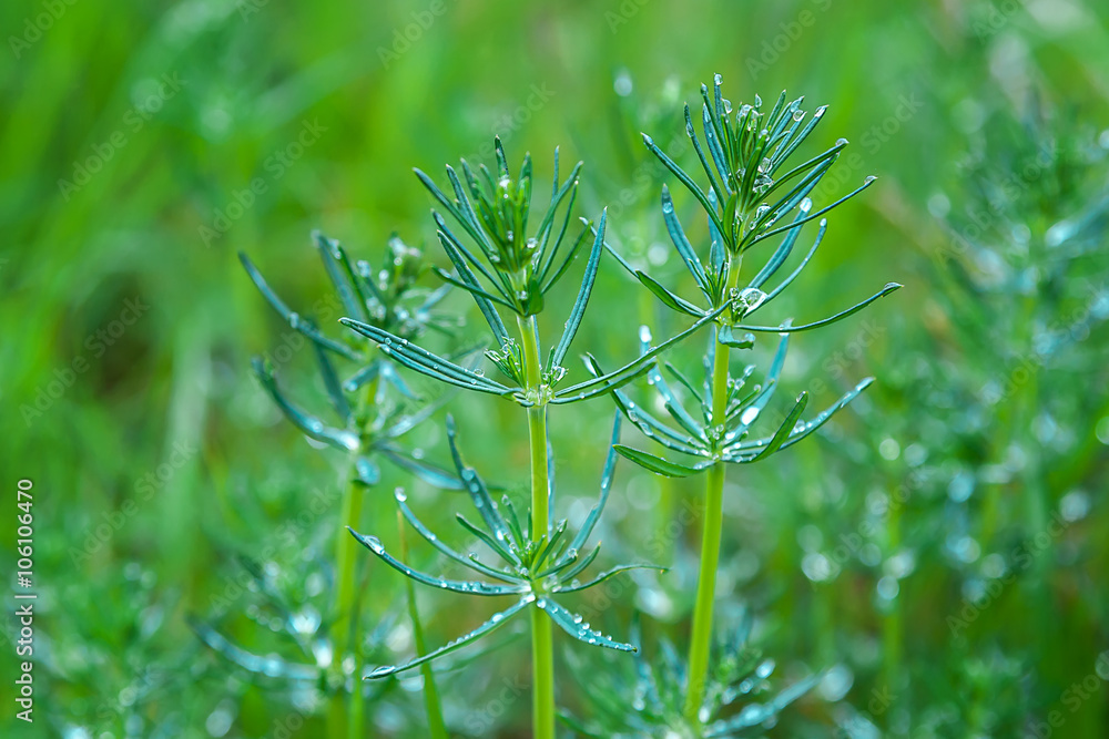 Fototapeta premium Mountain meadow grass in the morning dew