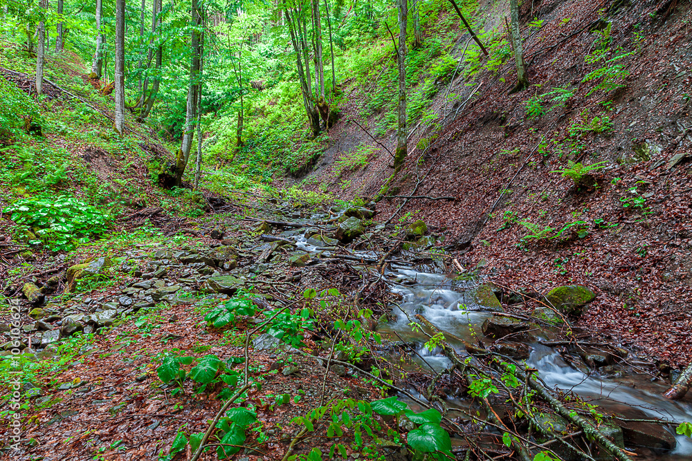 Obraz premium Spring forest river in the mountains
