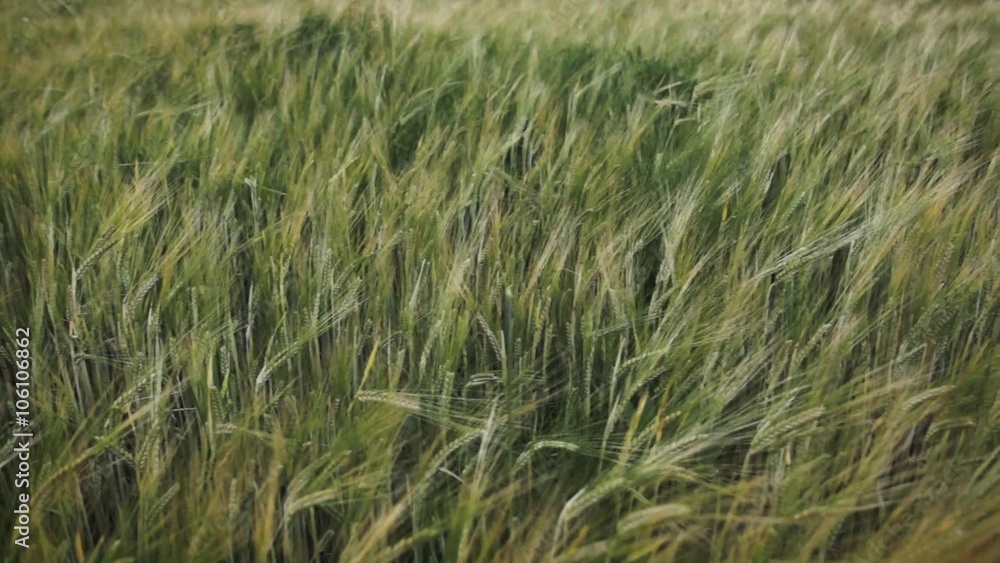 camera slide over field of green wheat during early summer camera slide over field of green wheat during early summer