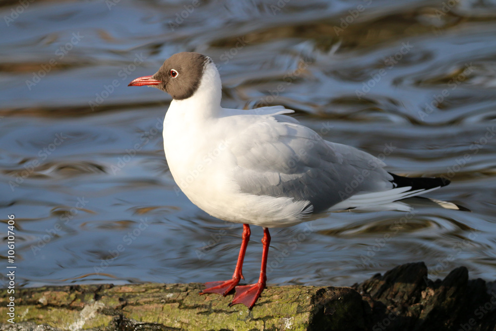 Fototapeta premium Chroicocephalus ridibundus