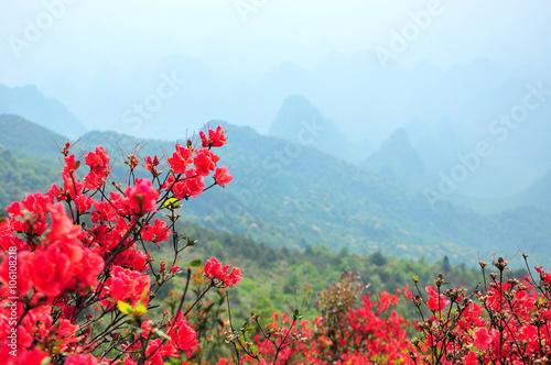 Beautiful blooming aszlea flowers in spring  