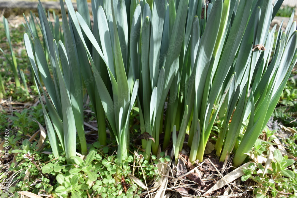 Obraz premium スイセンの芽吹き／雪国の山形県で、雪解けのあとに芽吹いてきた、スイセンの新芽を撮影した写真です。